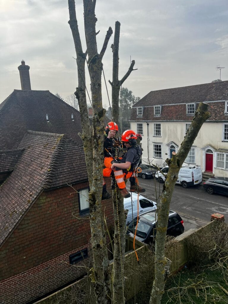 Ash tree removal in Kent
