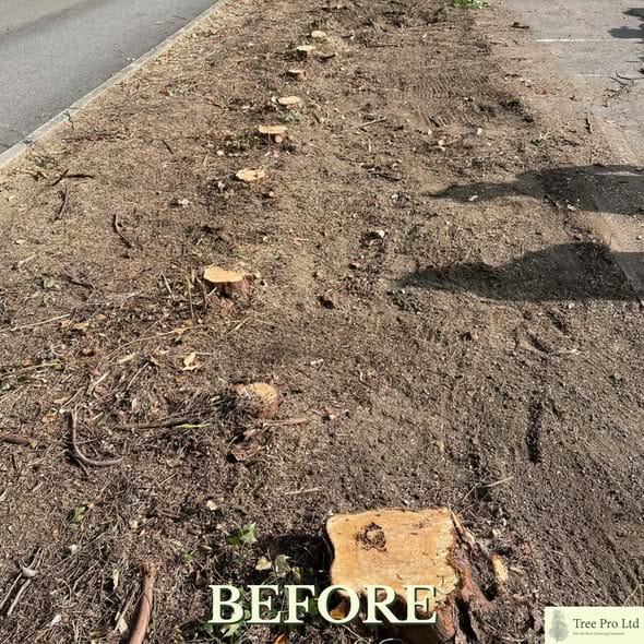 Tree stump grinding service in Maidstone