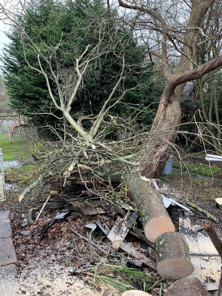Tree Removal Cranbrook