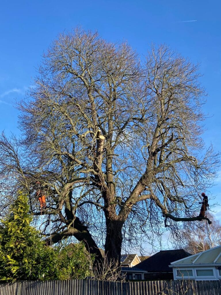 Tree Surgeon near Maidstone