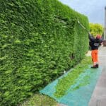 Hedge Trimming in Ashford