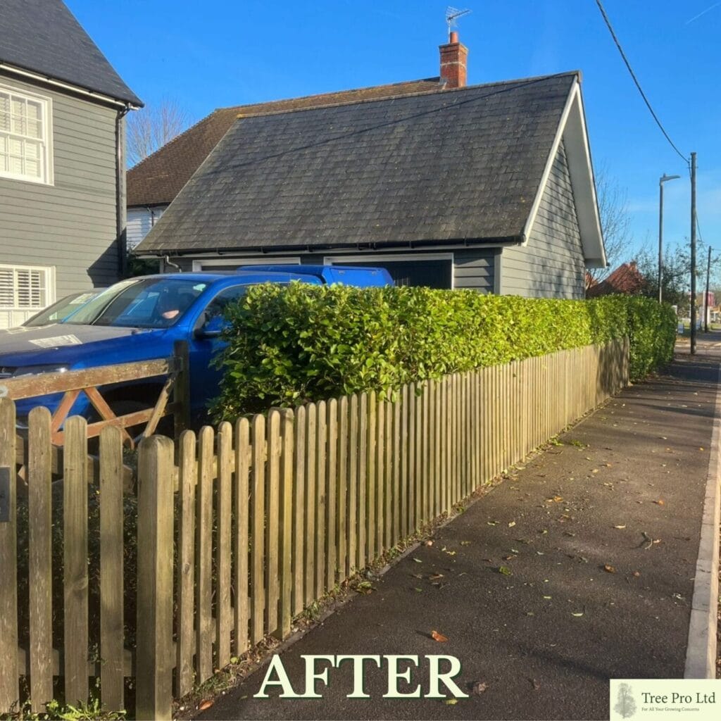Hedge Cutting in Staplehurst