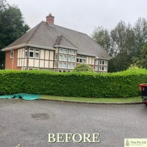 Hedge cutting in Kent