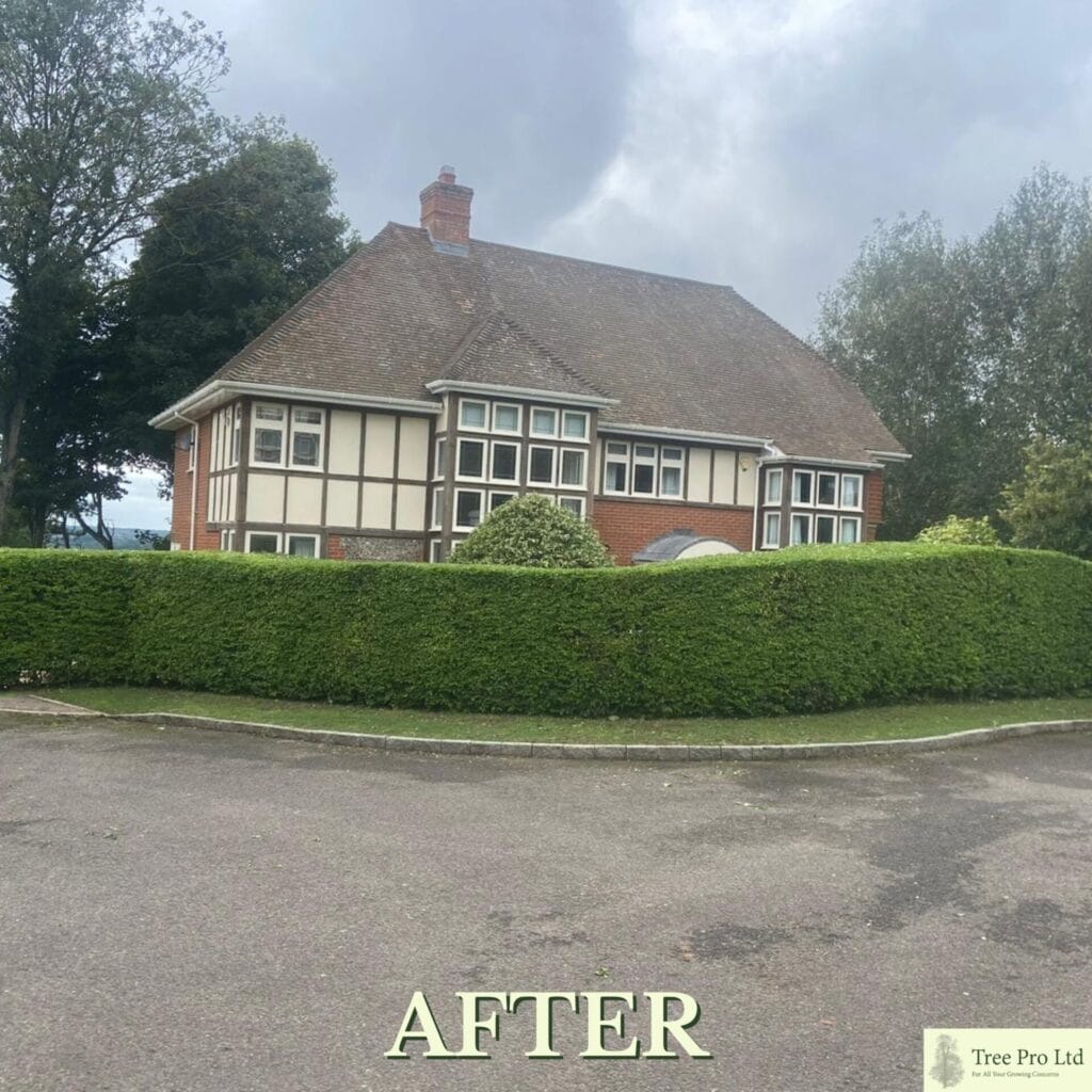 Hedge Cutting in Kent