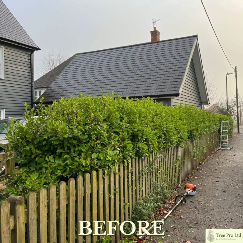 Hedge cutting service in Cranbrook