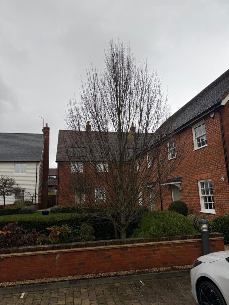 Garden Maintenance in Harrietsham