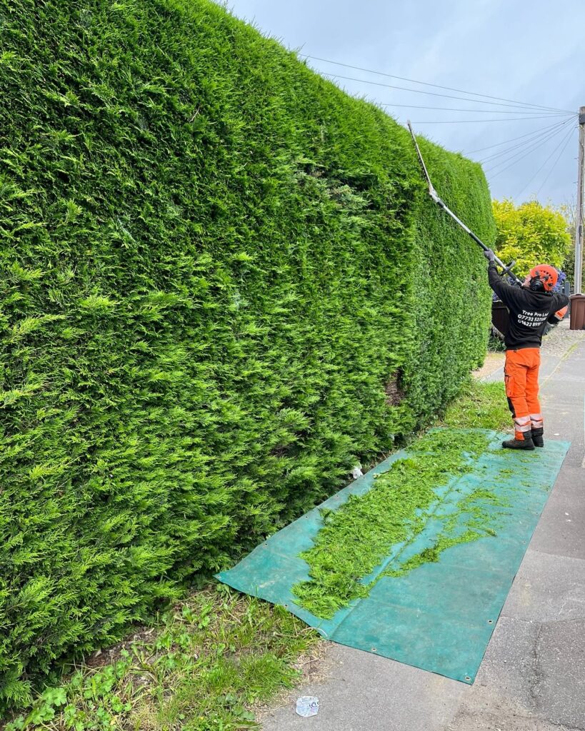 Hedge Cutting In Thanet