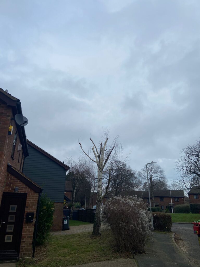 Tree Cutting In Maidstone