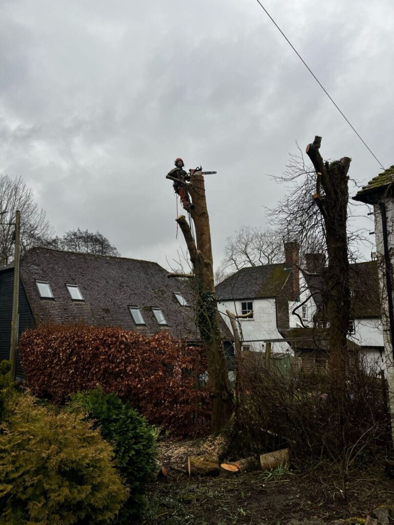 Tree Cutting In Pluckley
