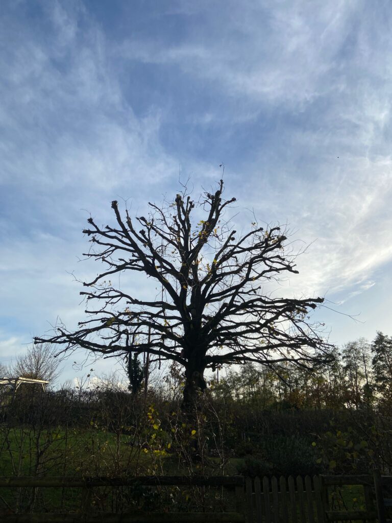 Tree Cutting In Crawley