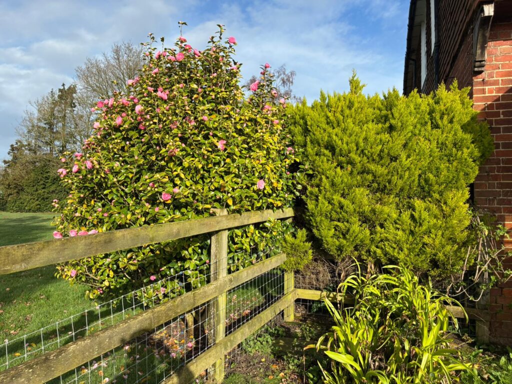 Hedge Cutting Service In Staplehurst