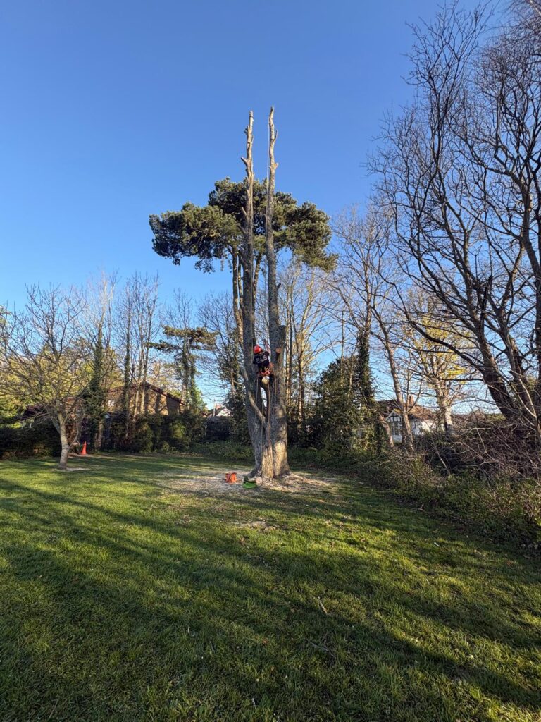 Garden Clearance In Thanet