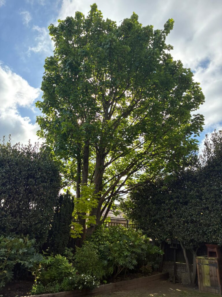 Tree Cutting In Harrietsham