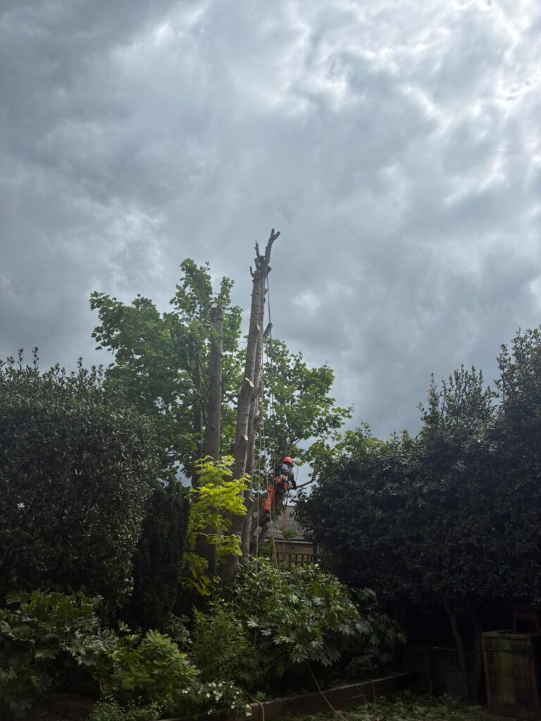 Tree Cutting In Staplehurst