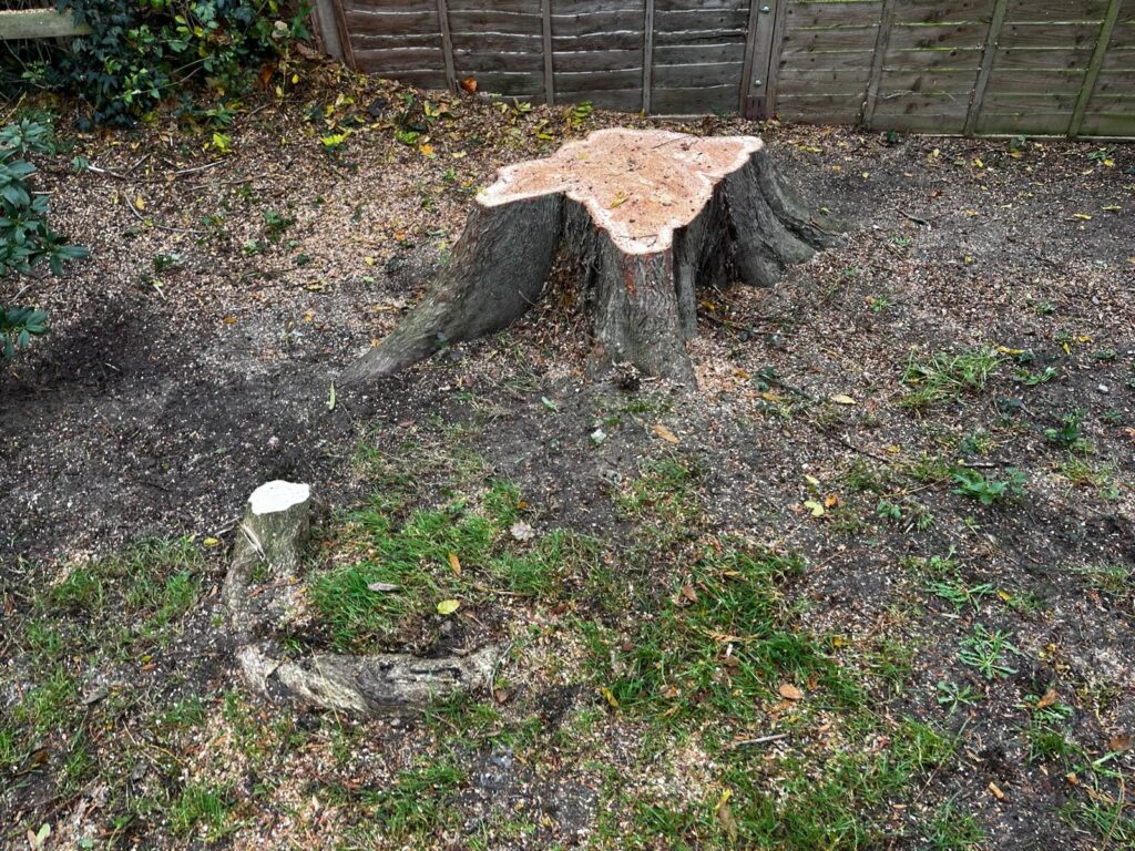Oak Tree Removal Cranbrook