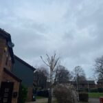 Ash Tree Removal In Ashford
