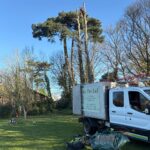 Professional Tree Surgeons In Pluckley