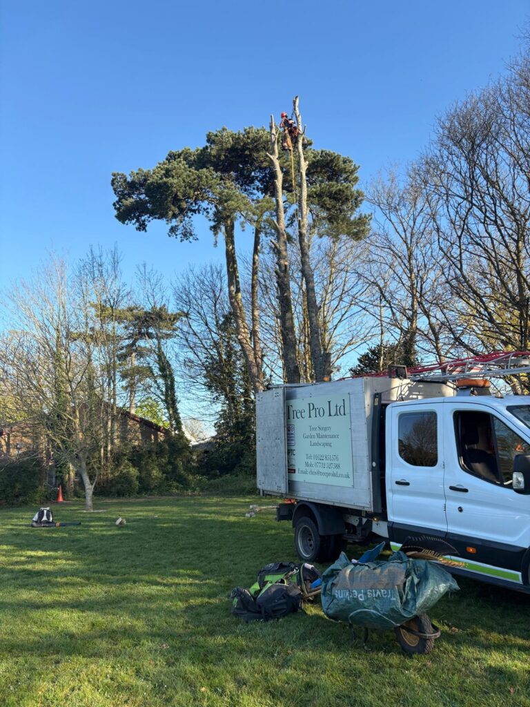 Professional Tree Surgeons In Pluckley