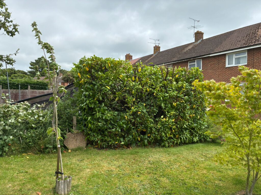 Hedge Trimming In Staplehurst