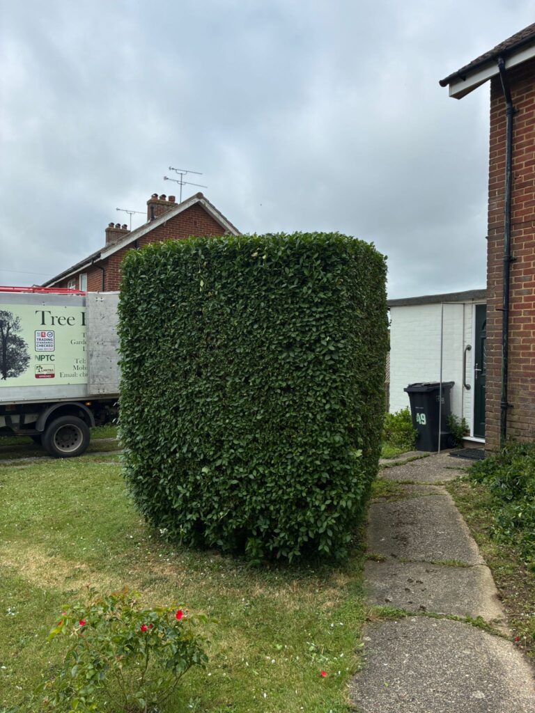 Hedge Cutting Services In Canterbury