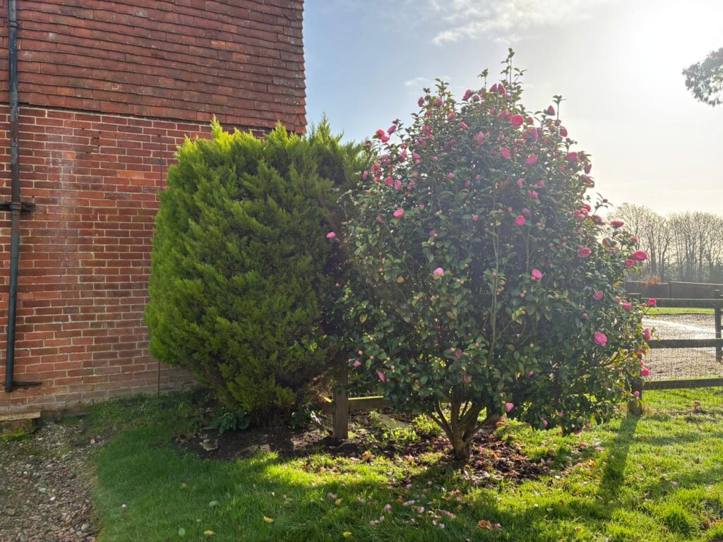 Hedge Maintenance Service In Ashford