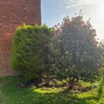 Hedge Maintenance Service In Ashford