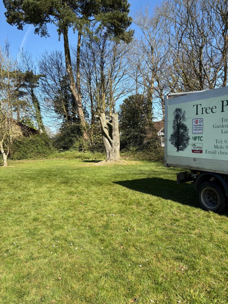 Tree Removal Staplehurst
