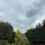 Tree Removal Maidstone