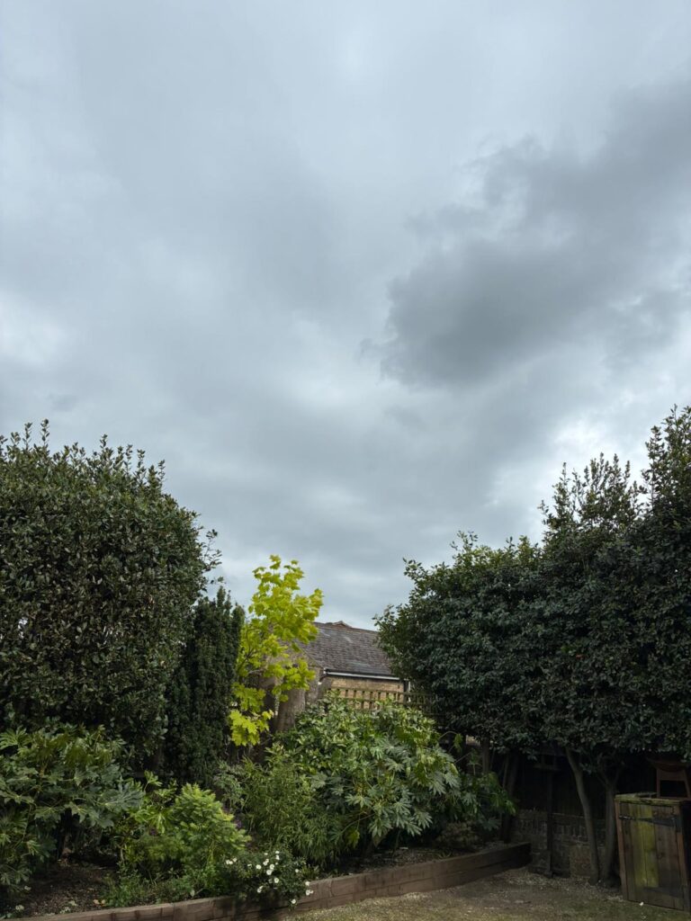 Tree Removal Maidstone