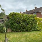 Hedge Pruning Services In Ashford